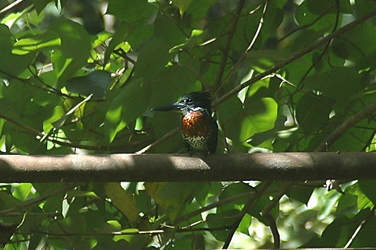 Giant Kingfisher.jpg